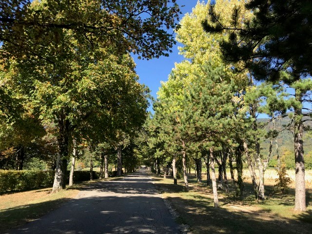 Allée de pins du domaine des Ecuries de Bonmont